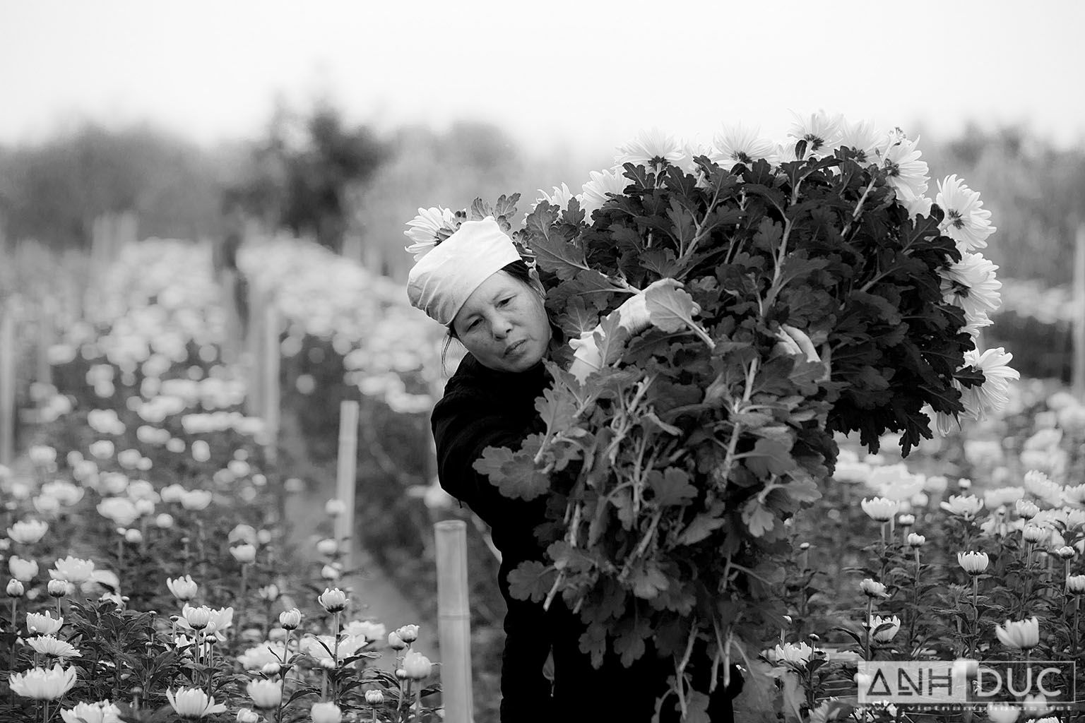 Truong Anh Duc Press Photographer - Vietnam Photos